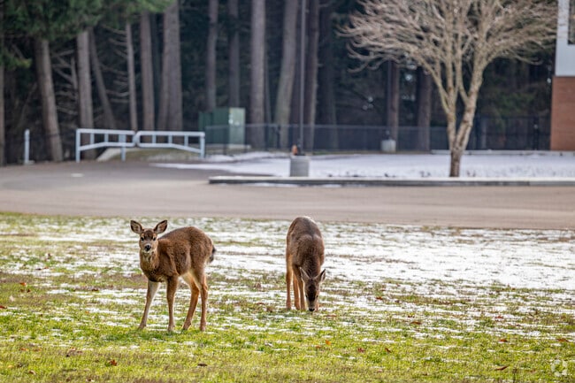 Enjoy deer filled fields here at Southworth Elementary School.