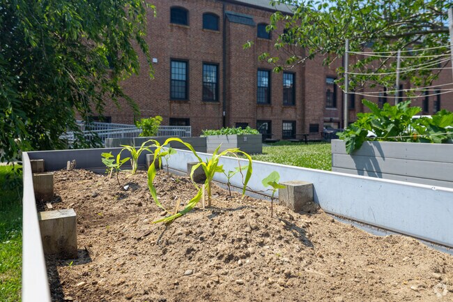 Community garden at Trinity Day Academy in New Bedford, Ma.