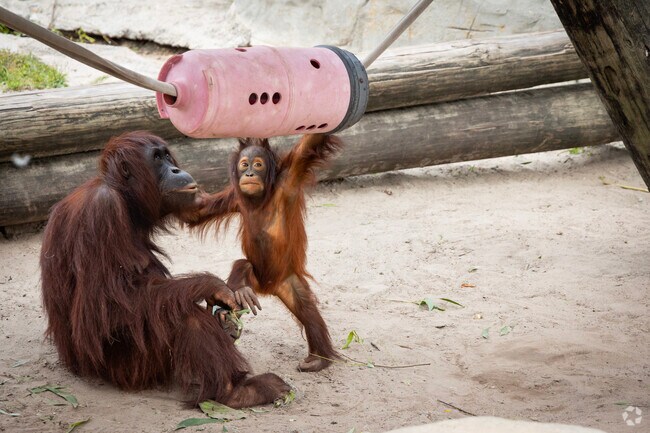 Spending a day with the animals is a visual treat at Zoo Tampa near Egypt Lake-Leto.