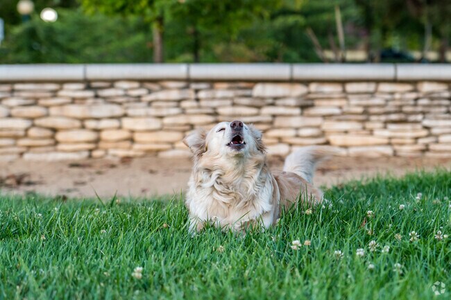 Shaded streets make easy dog walks around Sutter.