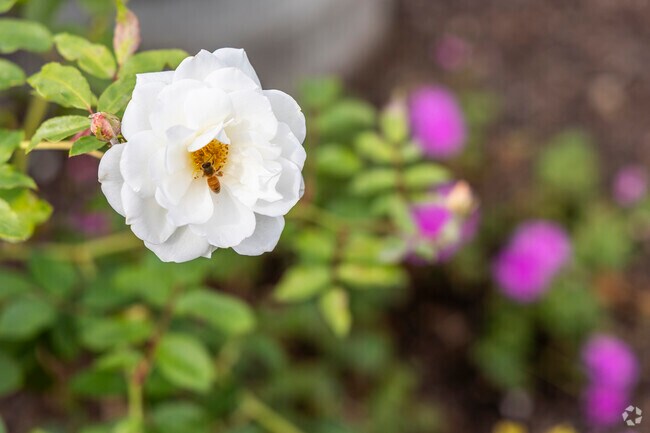 Bees can be found pollinating local flowers around the Centerville neighborhood.