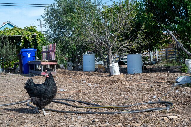 Farm animals graze at Happy Lot Farm and Garden in Santa Fe.