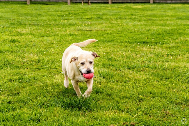The dog park at the Oxford Area Recreation Authority provides plenty or room for dogs and their two-legged friends to get some exercise.