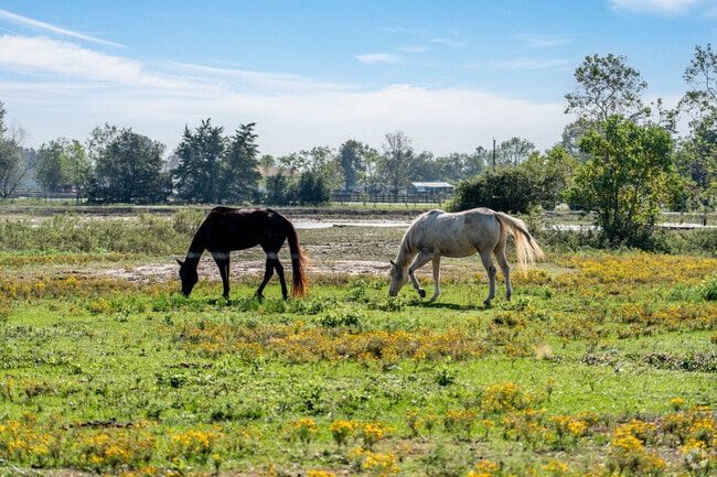 Horses graze on a pasture located in Damon, Texas.