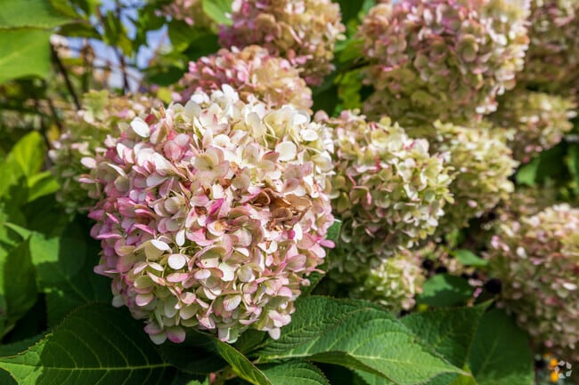 Be sure to stop and smell the flowers when walking through one of the many parks Glendale has.