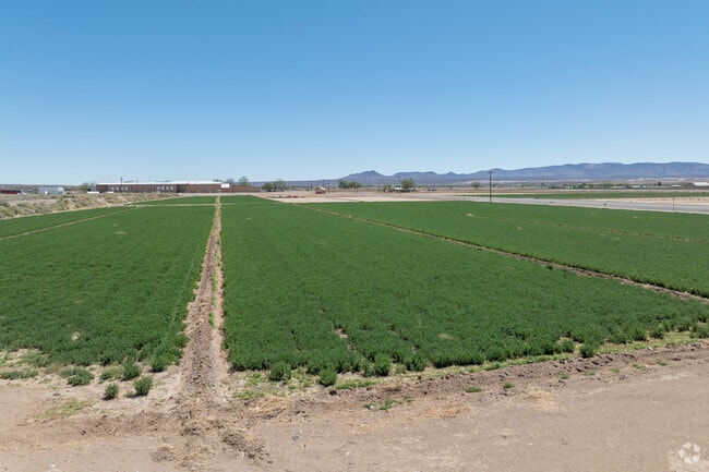 The fields near Salem burst with green during chile and onion season.