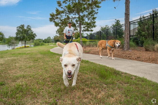 A man takes his dogs on a stroll along a neighborhood sidewalk in Manvel.