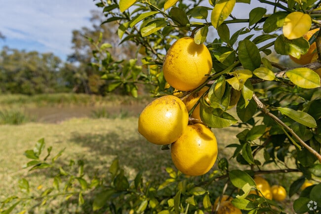Citrus trees line the banks of the bayou that runs through Raceland.