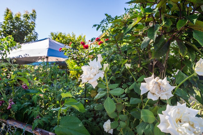 You can find a variety of flowers in some yards in Pico-Lowell.