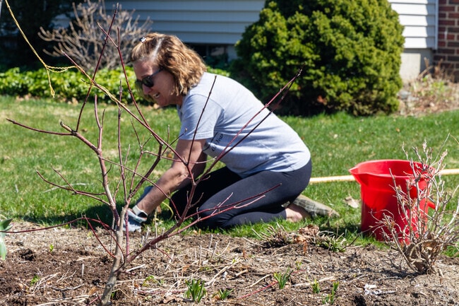 A local resident of North Deering gardens her yard.