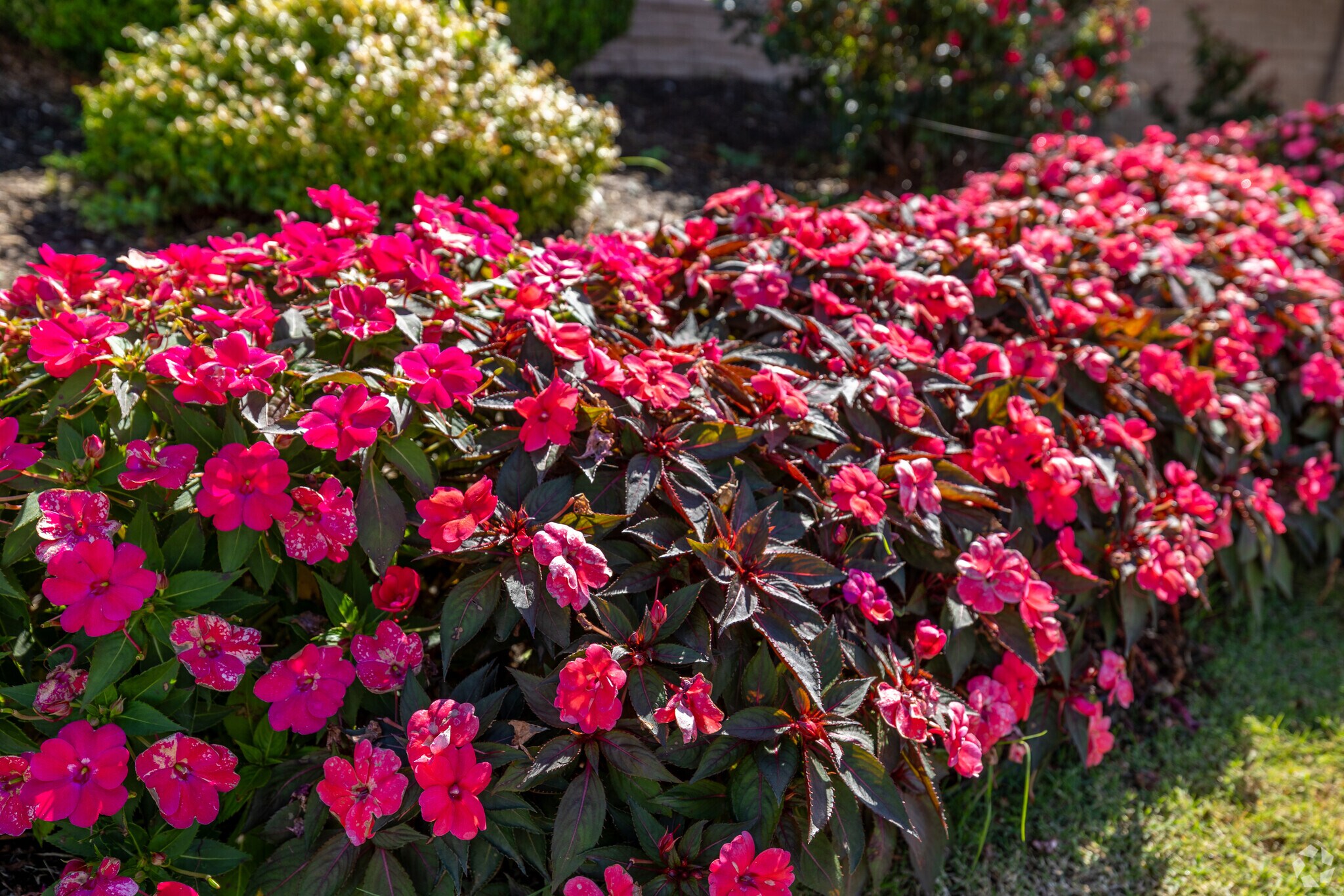 Colorful pink flowers near the entrance into a neighborhood in Oklahoma City.