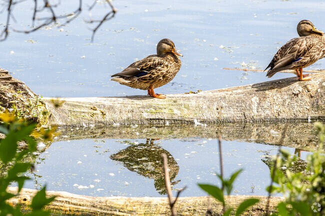 Neighbors like to bird watch on Lake Largo.
