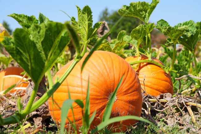 Enjoy picking your own beautiful pumpkins at Pioneer Farms in Henpeck.