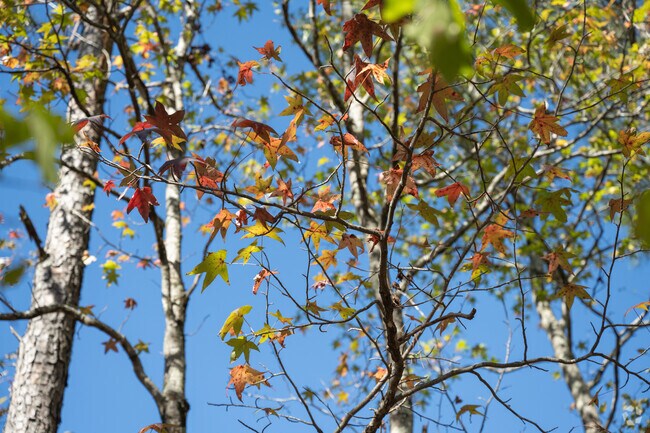 Experience the charm of Forest Park, along with its rich history and stunning beauty.