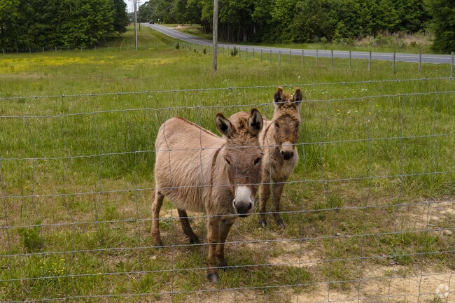 Donkeys at the Kearns-Hackett farm in Climax display curiosity towards a passerby.