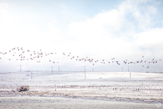 Large flocks of Sandhill Cranes are often seen flying over HR Ranch.