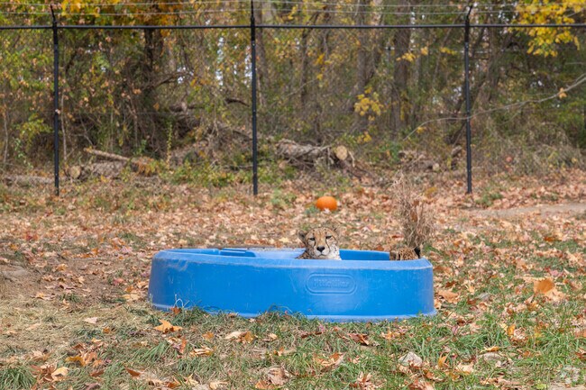 Oglebay Park just outside Mozart includes a zoo with seasonal animal exhibits.