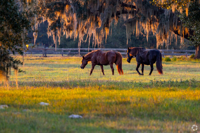 Horses casually graze in the glowing sunset in Dunnellon.