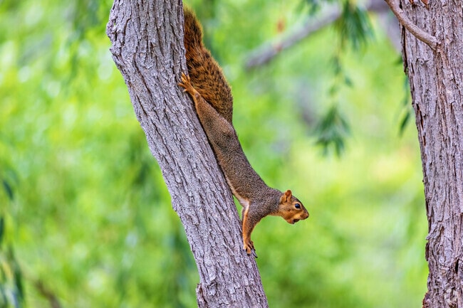 See wildlife through out the neighborhoods in Foothills Green Fort Collins, CO.