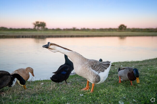People like to feed the ducks and geese here at the duck pond in Robstown.