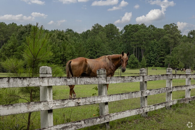 Farms with beautiful horses are frequently seen in Cordesville.