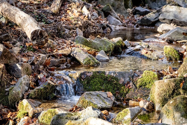 Listen to the sound of the babbbling brook at Bald Eagle State Forest.
