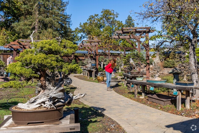 The Bonsai Garden in Adams Point is full of historic and unique bonsai trees.