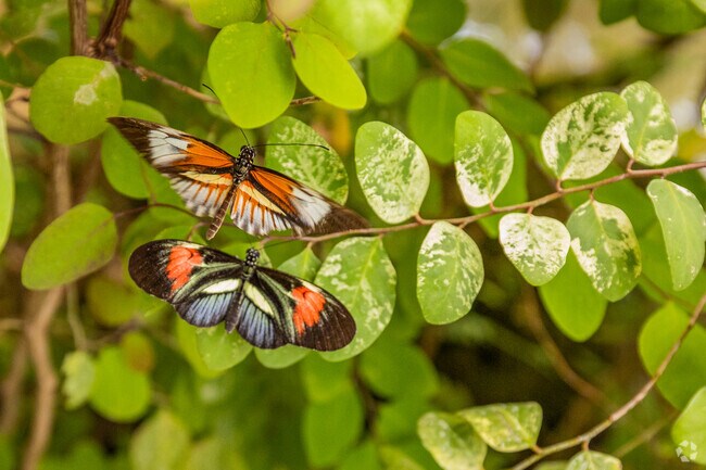Beautiful butterflies are in the Butterfly World located at Tradewinds Park near Coral Lake.