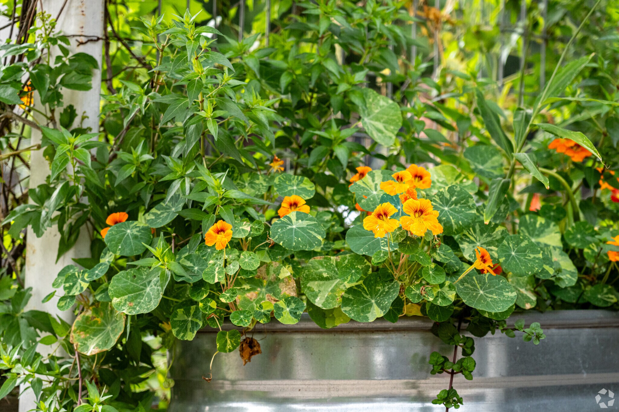 Many beautiful flowers can be spotted blooming during the spring in Austin, Texas.