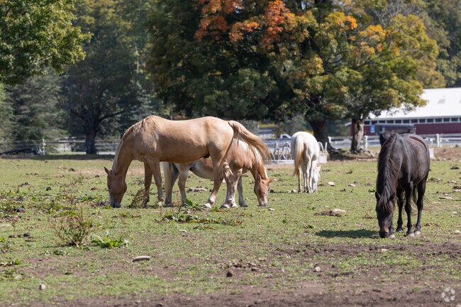 Shandaken has some farms with horses near the local YMCA.