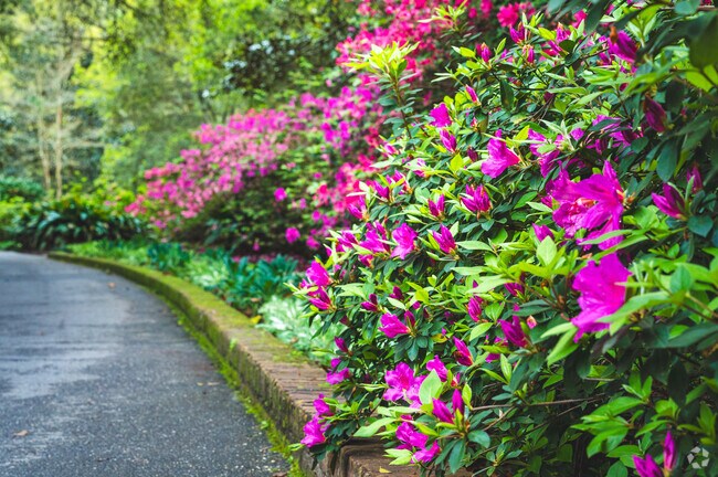 Azaleas bloom in abundance every Spring around Mobile and Jackson Heights.
