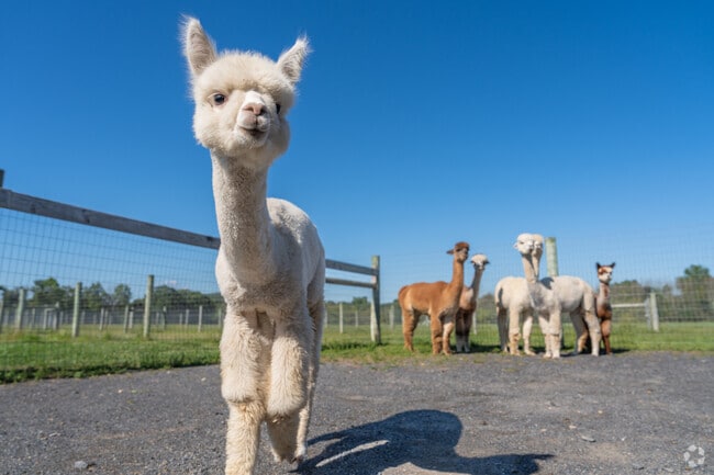 Swing by Nite Star Alpacas by appointment in Upper Salford for a friendly encounter.