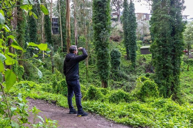 Hiking area starting from Stanyan street with a rainforest vibe in Forest Knolls.