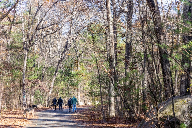 Harold Parker State Forest offers scenic paths for dog walkers on chilly mornings.