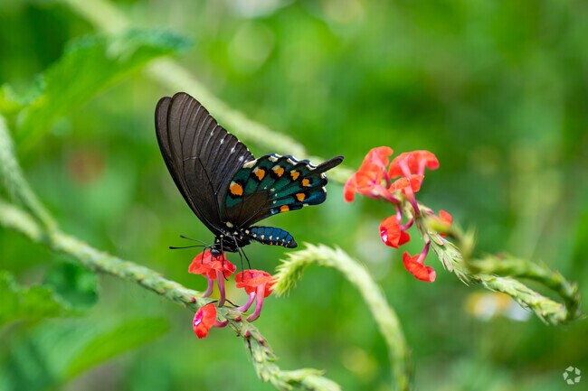 Black Swallowtail butterflies swarm the farm at Fuller's Nursery Inc.