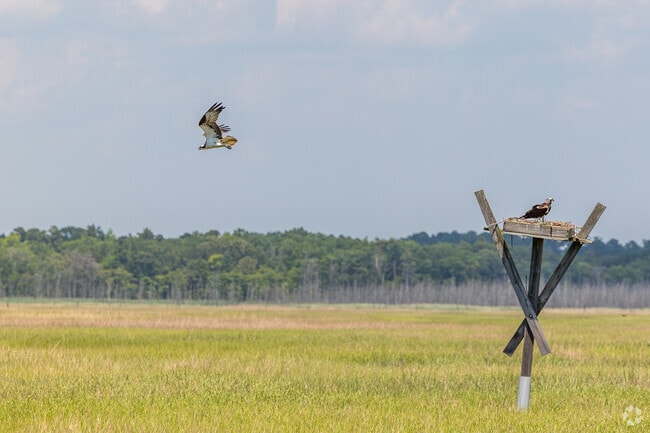 Wildlife of all kind calls Dennis home in its wetlands and woods.