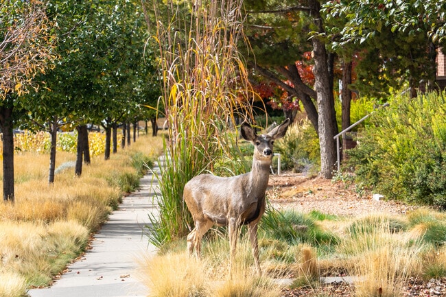 Spot wildlife on your morning walk in Mount Pleasant.