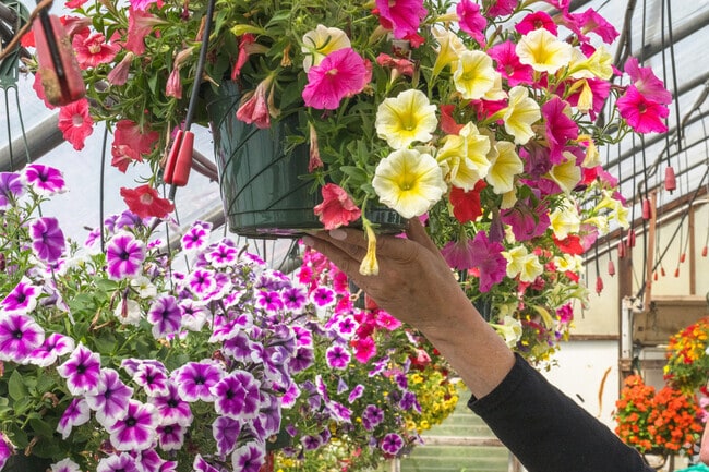 Hanging flower baskets brighten the grounds at R&R Farms in Seekonk.