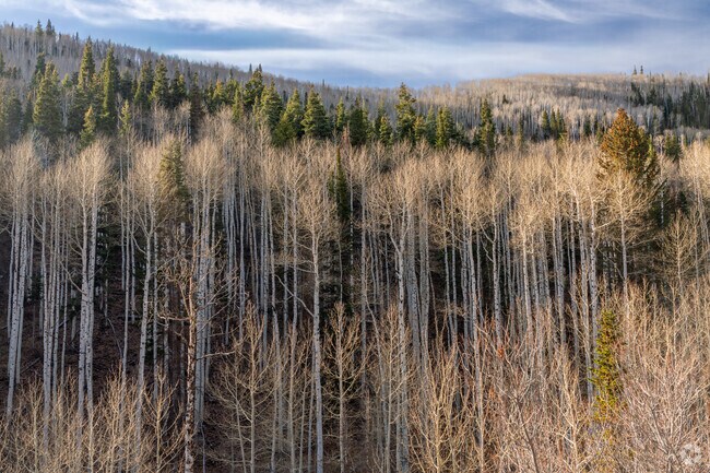 Mature trees line neighborhoods throughout Snyderville for added privacy.