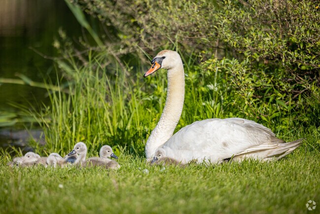 This mother swan sits with her cygnets at Bartlett Pond Park in Gordon Heights..