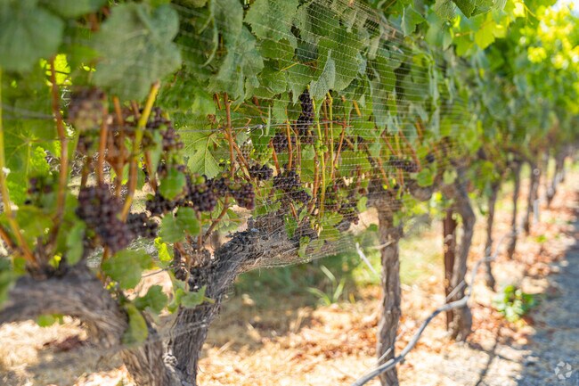 These Los Ranchos grapes are nearly ready for harvesting to make some delicious wine.