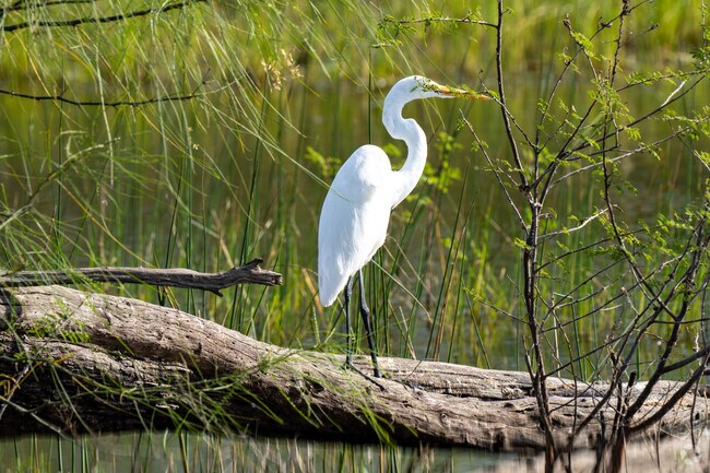 Experience the beauty of nature with diverse wild animals inhabiting the surrounding parks and green spaces.