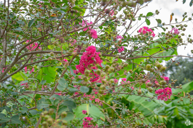 Flowers are blooming in Riviera close to Mobile Alabama.