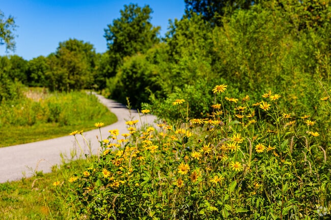 Wild flowers grow alongside the trails and walking paths in South Farnsworth.