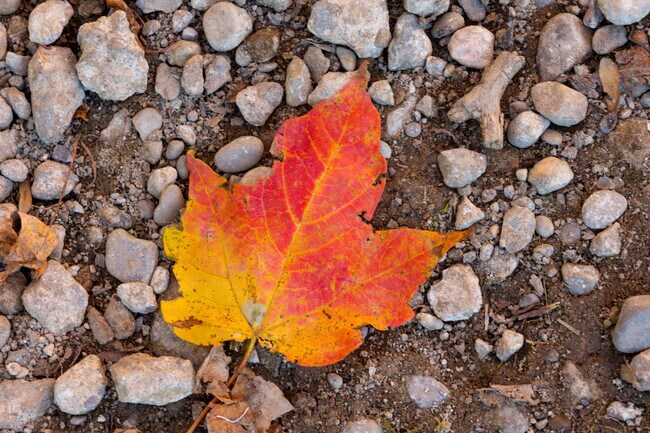 The rural feel is what attracts Ryland Heights residents.