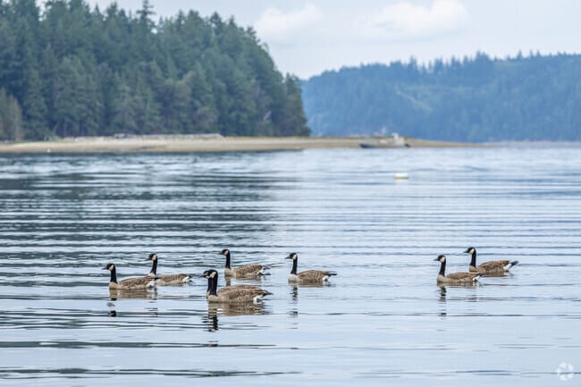 Wildlife peppers the Hood Canal in Seabeck.