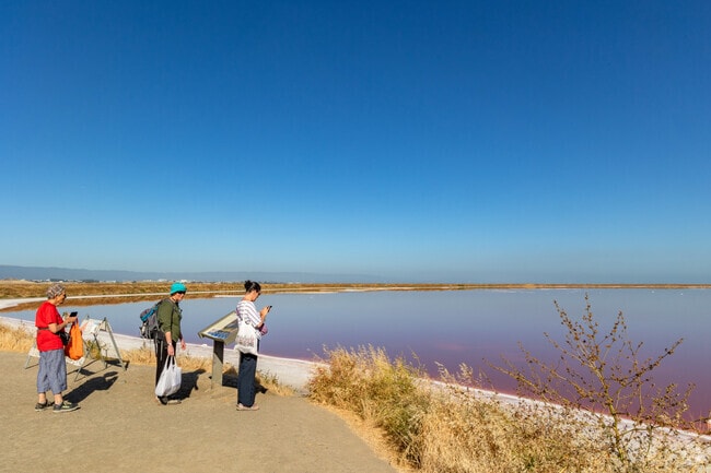 Alviso Marina County Park is the best birdwatch in Alviso.