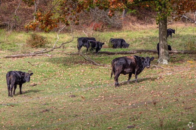 It's common to find livestock and horses roaming the field in Upper Burrell.
