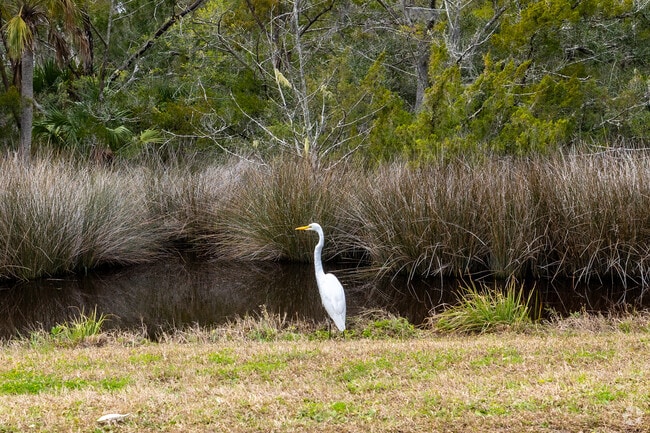 Wildlife is abundant in the city of Kingsland with its location to creeks and rivers.