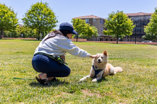 Burbank residents stroll with their dogs through the expansive grass field in Burbank.